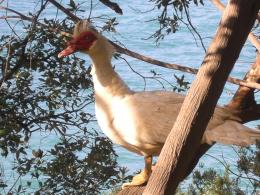 in portofino